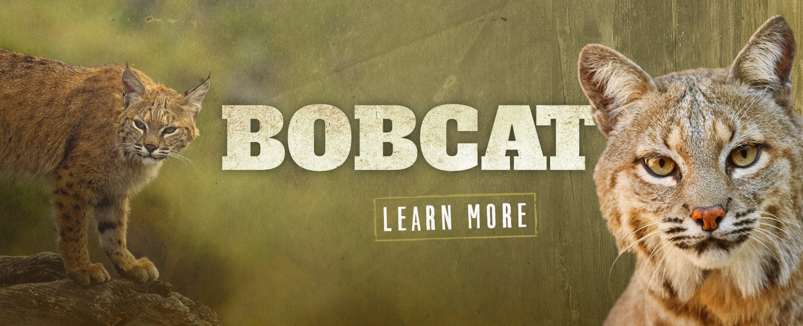 Learn more about Bobcats