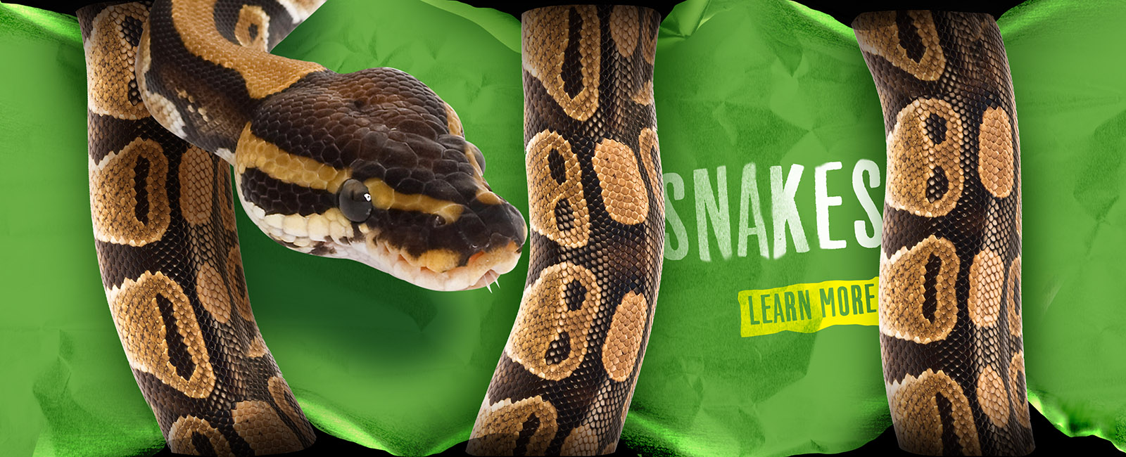 Learn about snakes at Alligator Adventure