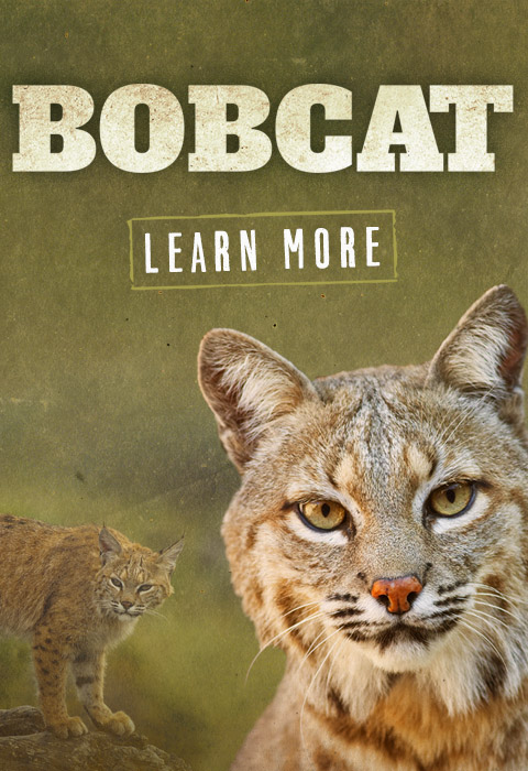Learn more about Bobcats