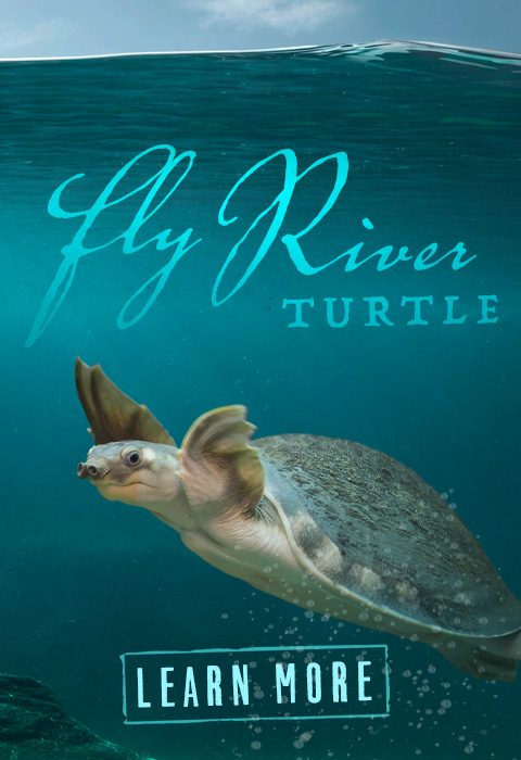 Fly River Turtle exhibit