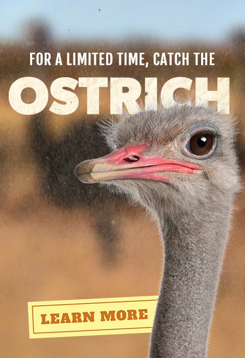 For a limited time catch the Ostrich at Alligator Adventure