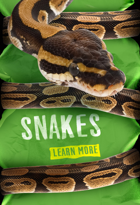 Learn about snakes at Alligator Adventure
