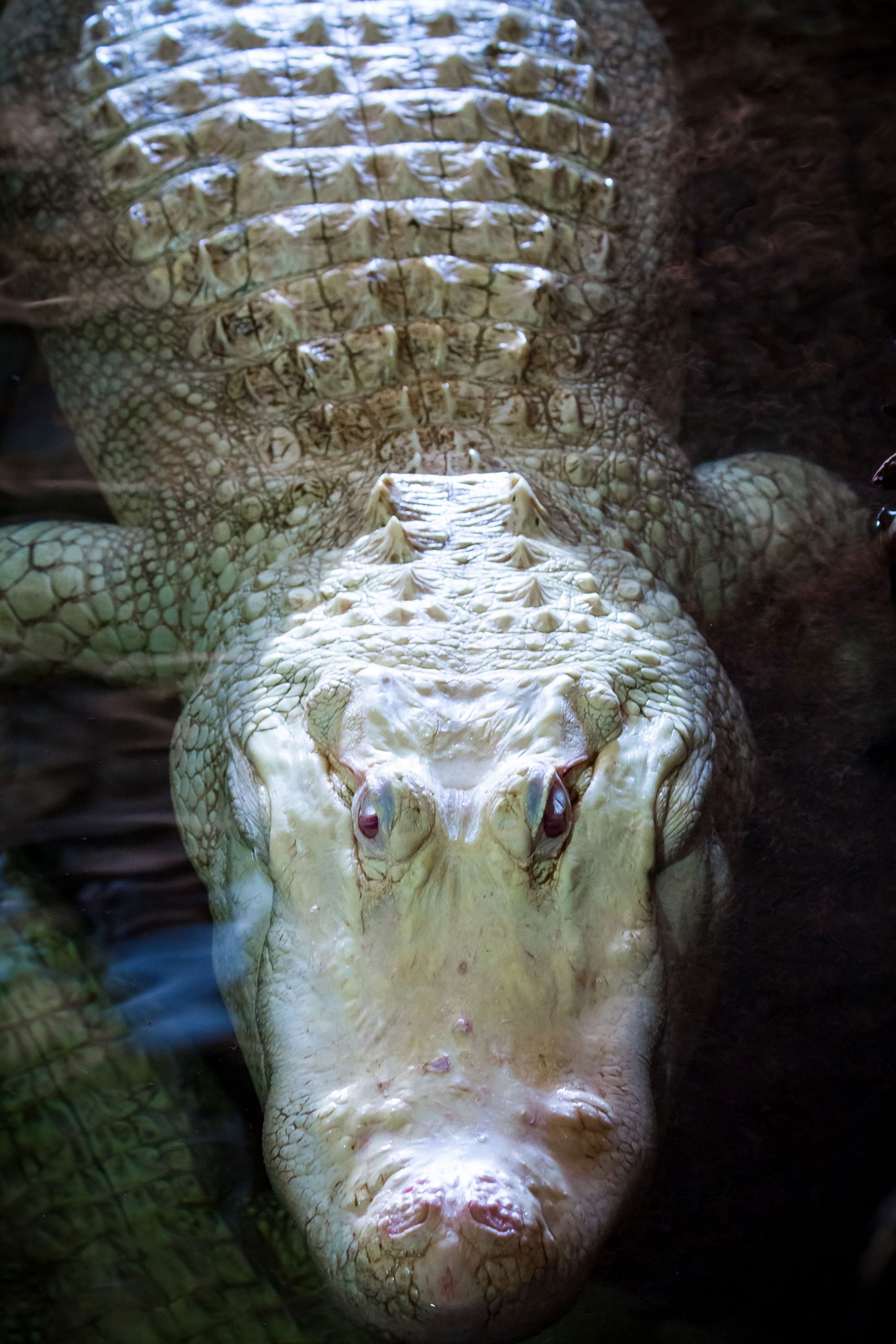 Albino Crocodile 