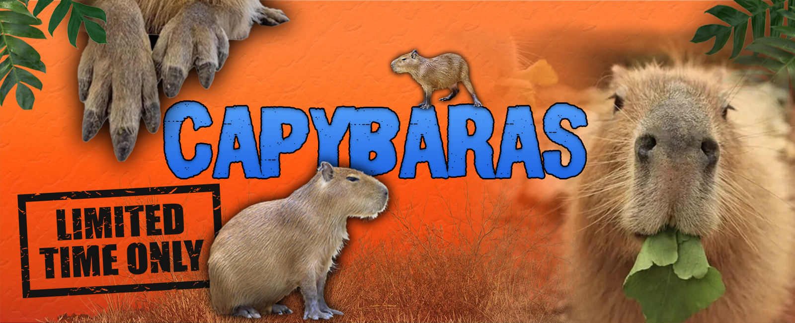 Capybara