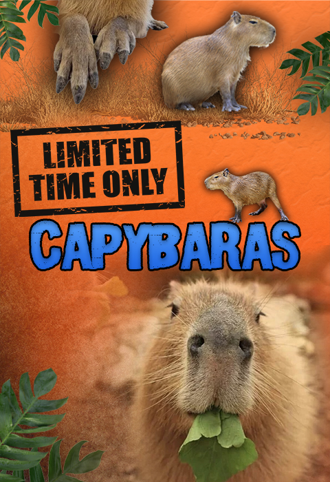 Capybara